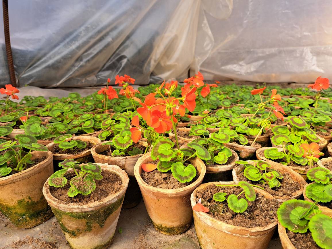 The beginning of geranium flower production with seeds