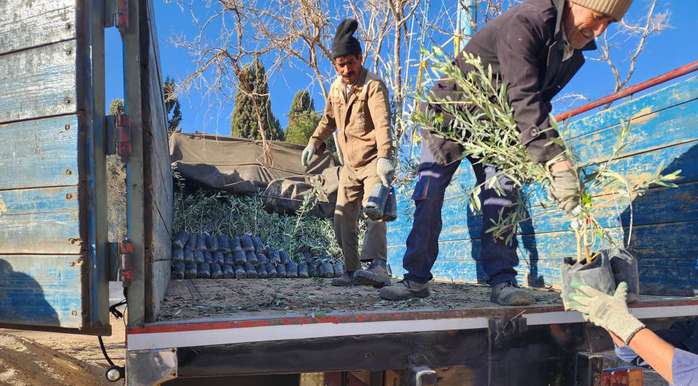 Planting two thousand olive trees in the region