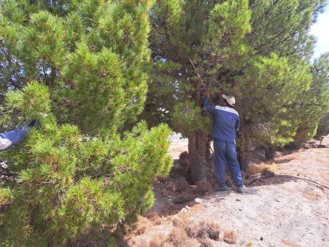 Collect dry pine leaves