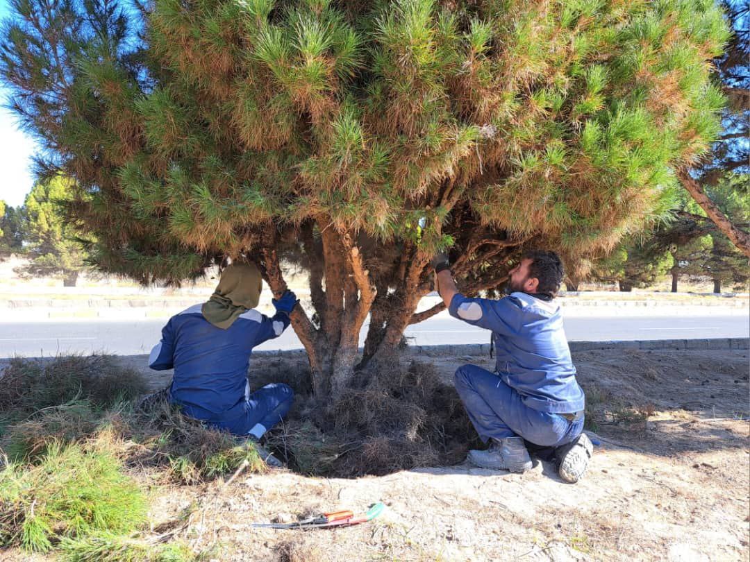 Start of winter pruning of pine trees