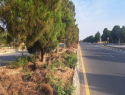Collection of dry pine leaves.